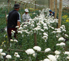 Medellin Farmers